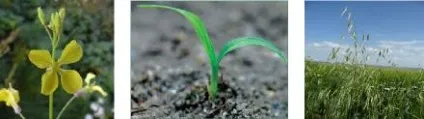 Фаза «кущіння - вихід в трубку», syngenta