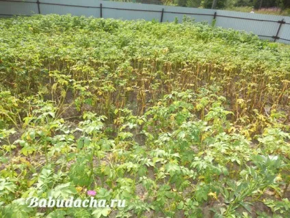 Фітофтора на картоплі як боротися, дача (картоплі) Фітофтора на картоплі як боротися, дача