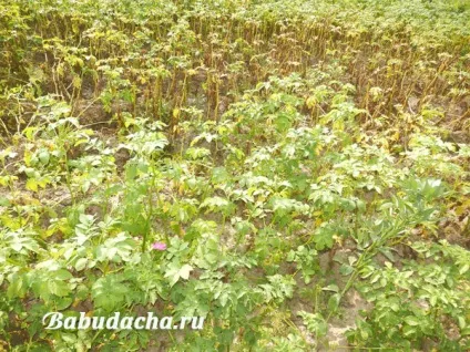 Фітофтора на картоплі як боротися, дача (боротися) Фітофтора на картоплі як боротися, дача