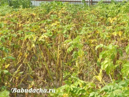 Фітофтора на картоплі як боротися, дача (картоплі) Фітофтора на картоплі як боротися, дача