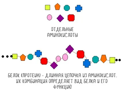 Фітнес-міфи є білок кожну годину для росту м'язів (зростання) Фітнес-міфи є білок кожну годину для росту м'язів
