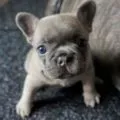 Французький бульдог хвороби і лікування, decordog (французький бульдог чеше вуха) Французький бульдог хвороби і лікування, decordog