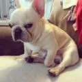 Французький бульдог хвороби і лікування, decordog (французький бульдог линька) Французький бульдог хвороби і лікування, decordog