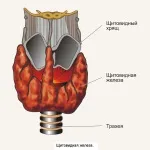 Функції наднирників в організмі людини, ознаки та симптоми захворювань (ознаки) Функції наднирників в організмі людини, ознаки та симптоми захворювань