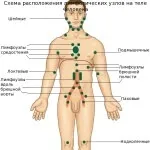Функції наднирників в організмі людини, ознаки та симптоми захворювань (будь здоровим) Функції наднирників в організмі людини, ознаки та симптоми захворювань