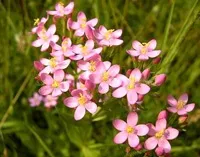Гастродуоденіт - лікування найефективнішими народними засобами (народними) Гастродуоденіт - лікування найефективнішими народними засобами