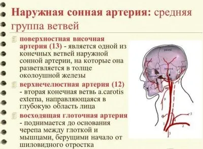 Де знаходиться сонна артерія у людини, що буде якщо на неї натиснути (буде) Де знаходиться сонна артерія у людини, що буде якщо на неї натиснути