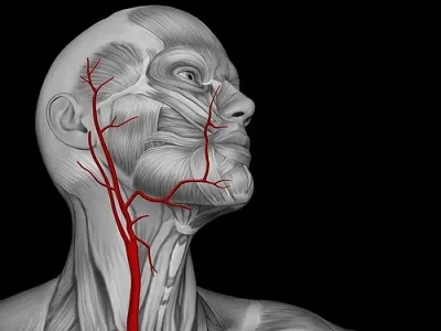 Де знаходиться сонна артерія у людини, що буде якщо на неї натиснути (сонна) Де знаходиться сонна артерія у людини, що буде якщо на неї натиснути