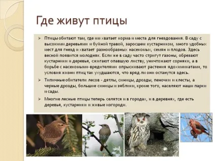 Де живуть птахи - презентація 22645-9 (світу) Де живуть птахи - презентація 22645-9