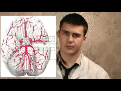 Де знаходиться сонна артерія у людини, що буде якщо на неї натиснути (сонна) Де знаходиться сонна артерія у людини, що буде якщо на неї натиснути