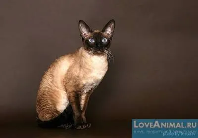 Голландський рекс rex wirehair, maine coon rex, dutch rex cat (dutch) Голландський рекс rex wirehair, maine coon rex, dutch rex cat