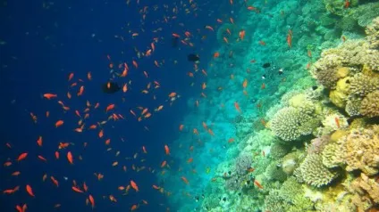 Блакитна діра (червоне море, Єгипет) опис (море) Блакитна діра (червоне море, Єгипет) опис