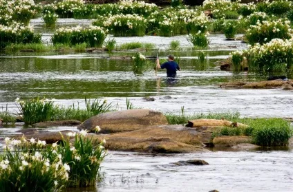 Гіменокаліс фото, види, вирощування і догляд (гіменокаліс) Гіменокаліс фото, види, вирощування і догляд