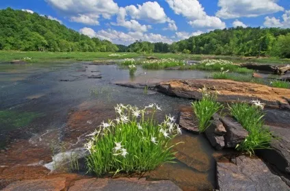 Гіменокаліс фото, види, вирощування і догляд (Гіменокаліс приємний прекрасний) Гіменокаліс фото, види, вирощування і догляд