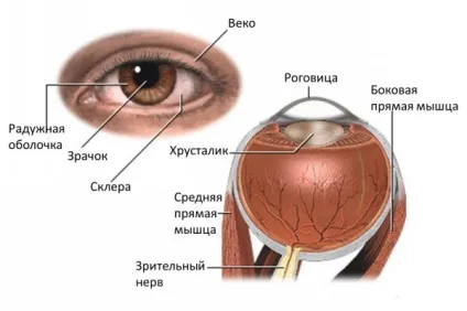 Глаукома у дітей лікування, симптоми, причини, операція, фото, відео (глаукома дітей симптоми лікування причини профілактика операція вроджена інфантильна вторинна ювенільний корекція зір окуляри новонароджених спадкова ознаки хірург реабілітація лазерна очний тиск) Глаукома у дітей лікування, симптоми, причини, операція, фото, відео