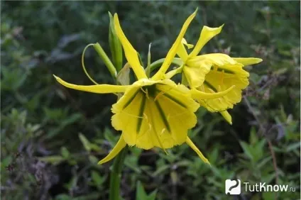 Гіменокаліс посадка Ісмене і догляд в домашніх умовах (посадка) Гіменокаліс посадка Ісмене і догляд в домашніх умовах