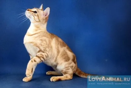 Голландський рекс rex wirehair, maine coon rex, dutch rex cat (голландський) Голландський рекс rex wirehair, maine coon rex, dutch rex cat
