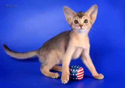 Голландський рекс rex wirehair, maine coon rex, dutch rex cat (dutch) Голландський рекс rex wirehair, maine coon rex, dutch rex cat