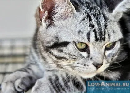 Голландський рекс rex wirehair, maine coon rex, dutch rex cat (рекс) Голландський рекс rex wirehair, maine coon rex, dutch rex cat