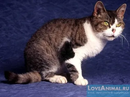 Голландський рекс rex wirehair, maine coon rex, dutch rex cat (рекс) Голландський рекс rex wirehair, maine coon rex, dutch rex cat