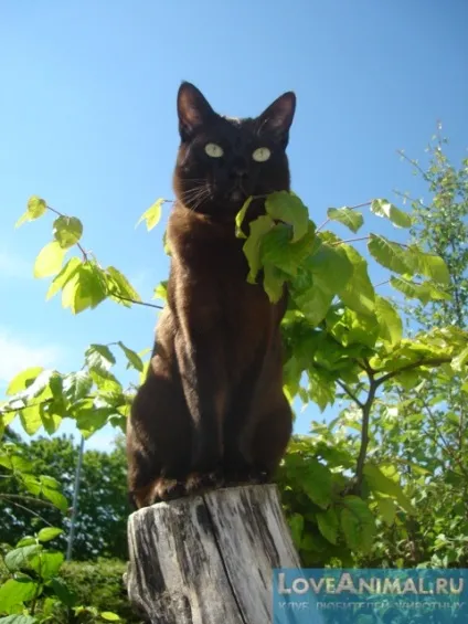 Голландський рекс rex wirehair, maine coon rex, dutch rex cat (dutch) Голландський рекс rex wirehair, maine coon rex, dutch rex cat