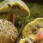 Гриб моховик опис, як виглядає на фото і як його приготувати (гриб) Гриб моховик опис, як виглядає на фото і як його приготувати