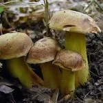 Гриб моховик опис, як виглядає на фото і як його приготувати (виглядає) Гриб моховик опис, як виглядає на фото і як його приготувати
