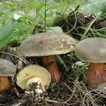 Гриб моховик опис, як виглядає на фото і як його приготувати (приготувати) Гриб моховик опис, як виглядає на фото і як його приготувати