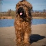 Грюнендаль фото, опис породи, характеру, відео (грюнендаль) Грюнендаль фото, опис породи, характеру, відео