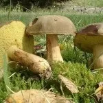 Гриб моховик опис, як виглядає на фото і як його приготувати (фото) Гриб моховик опис, як виглядає на фото і як його приготувати