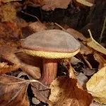Гриб моховик опис, як виглядає на фото і як його приготувати (фото) Гриб моховик опис, як виглядає на фото і як його приготувати