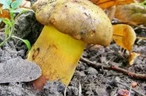 Гриб моховик опис, фото як виглядає, відрізнити від помилкового, різновиди, приготування, відео (помилкового) Гриб моховик опис, фото як виглядає, відрізнити від помилкового, різновиди, приготування, відео