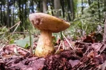 Гриб моховик опис, фото як виглядає, відрізнити від помилкового, різновиди, приготування, відео (помилкового) Гриб моховик опис, фото як виглядає, відрізнити від помилкового, різновиди, приготування, відео