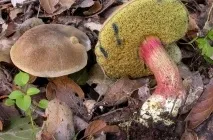 Гриб моховик опис, фото як виглядає, відрізнити від помилкового, різновиди, приготування, відео (гриб) Гриб моховик опис, фото як виглядає, відрізнити від помилкового, різновиди, приготування, відео