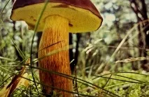 Гриб моховик опис, фото як виглядає, відрізнити від помилкового, різновиди, приготування, відео (відрізнити) Гриб моховик опис, фото як виглядає, відрізнити від помилкового, різновиди, приготування, відео
