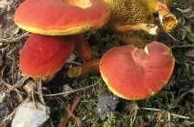 Гриб моховик опис, фото як виглядає, відрізнити від помилкового, різновиди, приготування, відео (моховик) Гриб моховик опис, фото як виглядає, відрізнити від помилкового, різновиди, приготування, відео