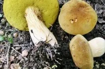 Гриб моховик опис, фото як виглядає, відрізнити від помилкового, різновиди, приготування, відео (моховик) Гриб моховик опис, фото як виглядає, відрізнити від помилкового, різновиди, приготування, відео
