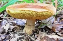 Гриб моховик опис, фото як виглядає, відрізнити від помилкового, різновиди, приготування, відео (помилкового) Гриб моховик опис, фото як виглядає, відрізнити від помилкового, різновиди, приготування, відео