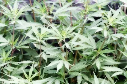 Гомеопатія канабіс сатіва (cannabis sativa) показання до застосування (sativa) Гомеопатія канабіс сатіва (cannabis sativa) показання до застосування