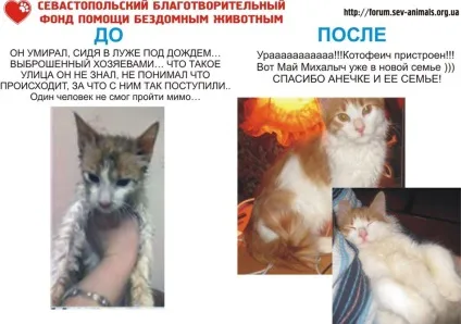 Сумні історії зі щасливим продовженням, все про домашніх тварин (фонду допомоги бездомним) Сумні історії зі щасливим продовженням, все про домашніх тварин