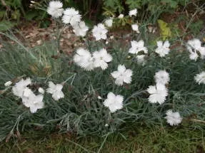 Гвоздики вирощування і розмноження (гвоздики) Гвоздики вирощування і розмноження