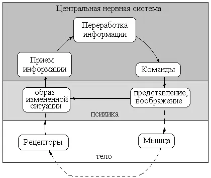 ідеомоторні руху
