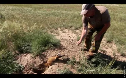 Йде полювання на бабаків (бабаків) Йде полювання на бабаків
