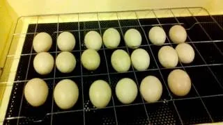 Інкубація індоуток в домашніх умовах режим, таблиця 1 (Виведення індоуток мускусна качка) Інкубація індоуток в домашніх умовах режим, таблиця 1