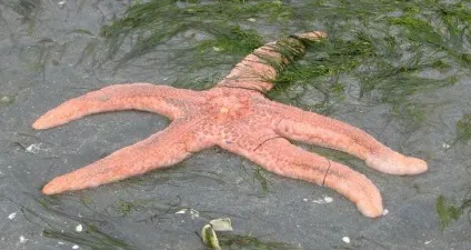 Цікаві факти про морських зірках (факти) Цікаві факти про морських зірках
