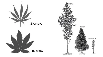 Індіка і сатіва як розрізняти ці два види конопель (sativa) Індіка і сатіва як розрізняти ці два види конопель