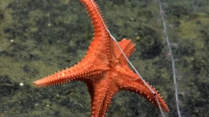 Цікаві факти про морських зірках (факти морських зірках) Цікаві факти про морських зірках