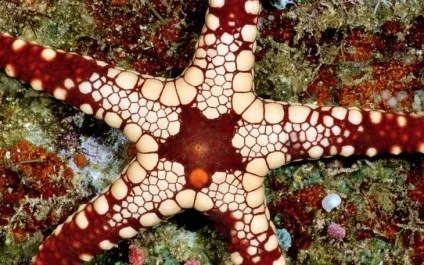 Цікаві факти про морських зірках (факти) Цікаві факти про морських зірках
