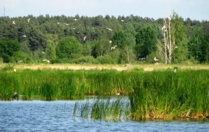Цікаві факти про перелітних птахів
