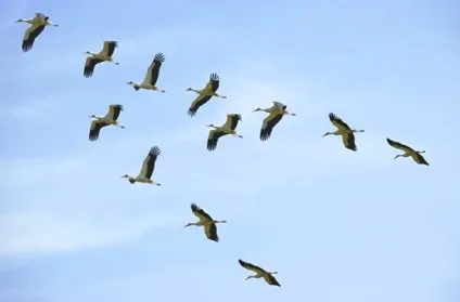 Цікаві факти про перелітних птахів
